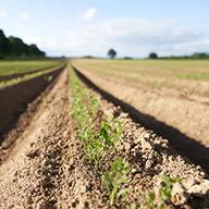 Jungpflanzen in Reihen auf einem Ackerfeld.
