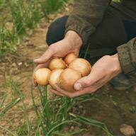 Ein Bauer hält frisch geerntete Zwiebeln in seinen Händen.