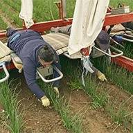 Arbeitnehmer ernten Zwiebeln mit einer landwirtschaftlichen Maschine.