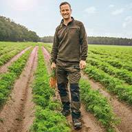 Ein Bauer erntet Karotten auf einem Feld.