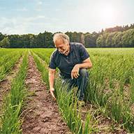 Bauer inspiziert seine grüne Zwiebelernte auf dem Feld.