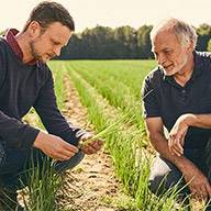 Zwei Landwirte begutachten auf einem Feld junge Getreidepflanzen.