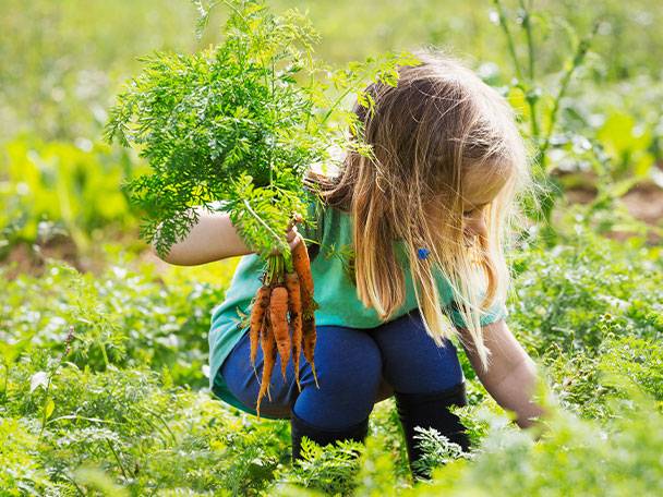 Ein junges Mädchen erntet Karotten auf einem Feld.