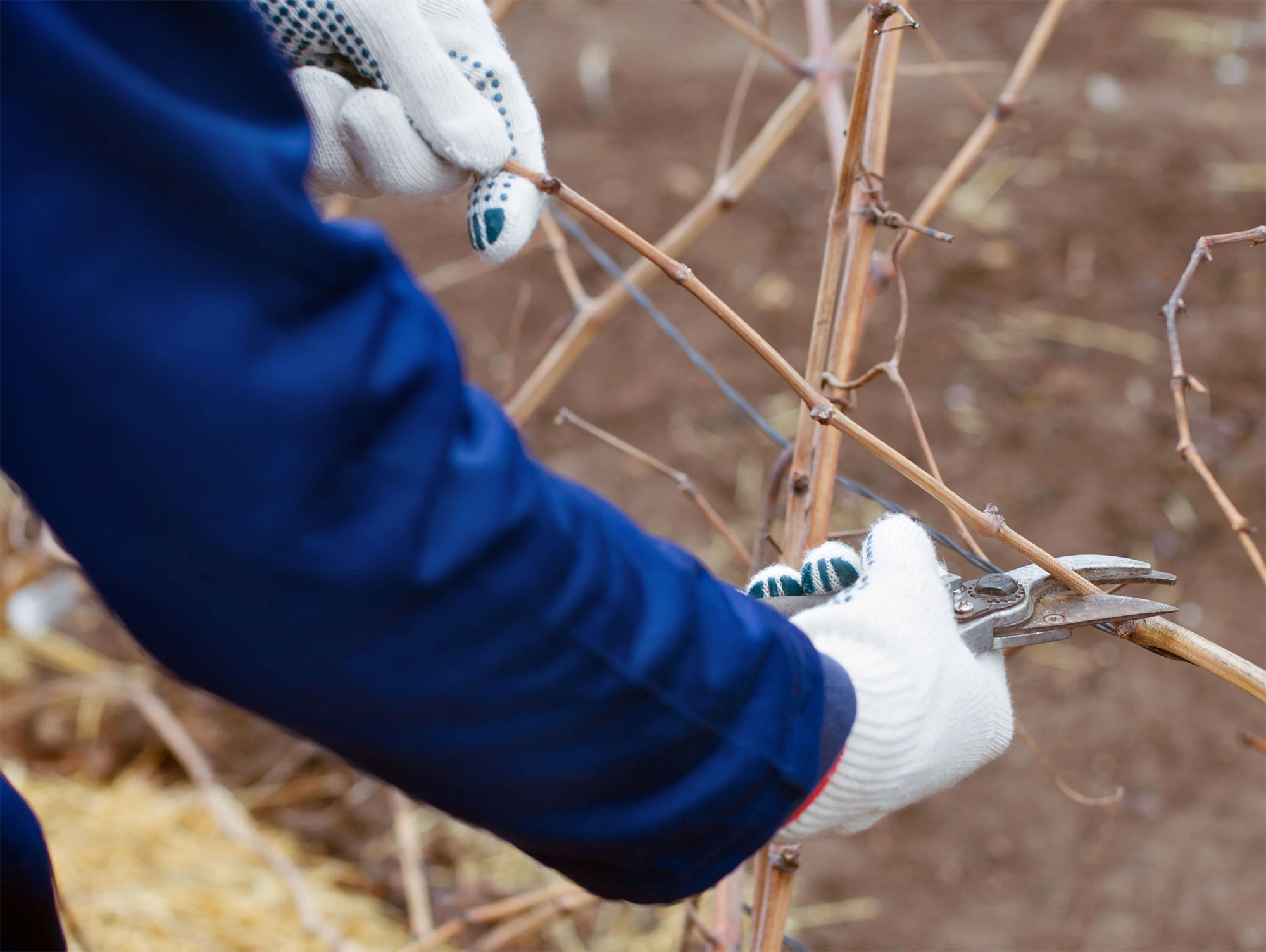 Winterschnitt von Reben, Gartenschere und Handschuhe.