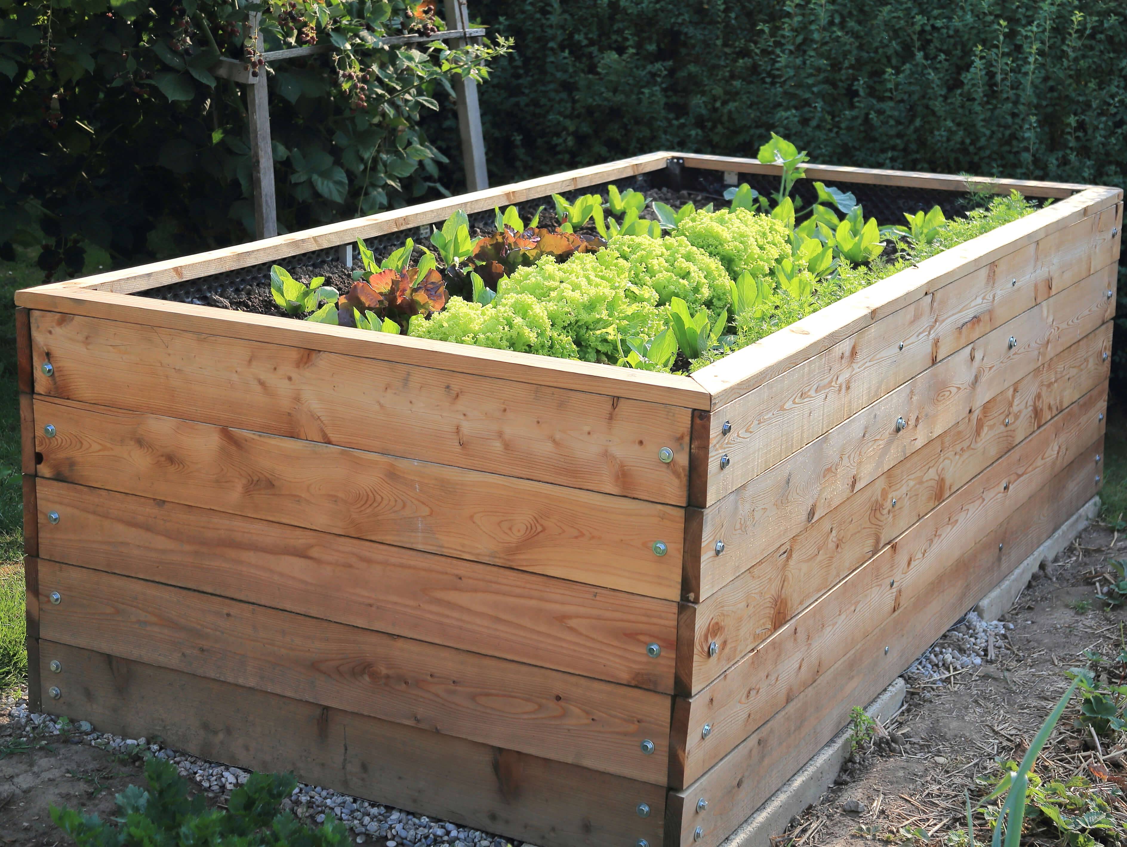Hochbeet aus Holz mit Salat und anderem Gemüse.