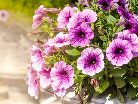 Violette und hellrosa Petunien in einem Blumenkasten.