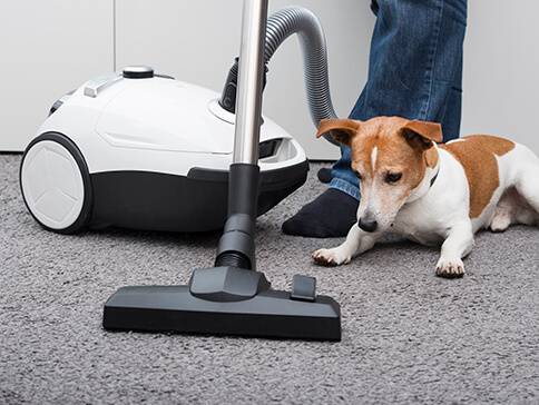 Staubsauger und Hund auf Teppich.