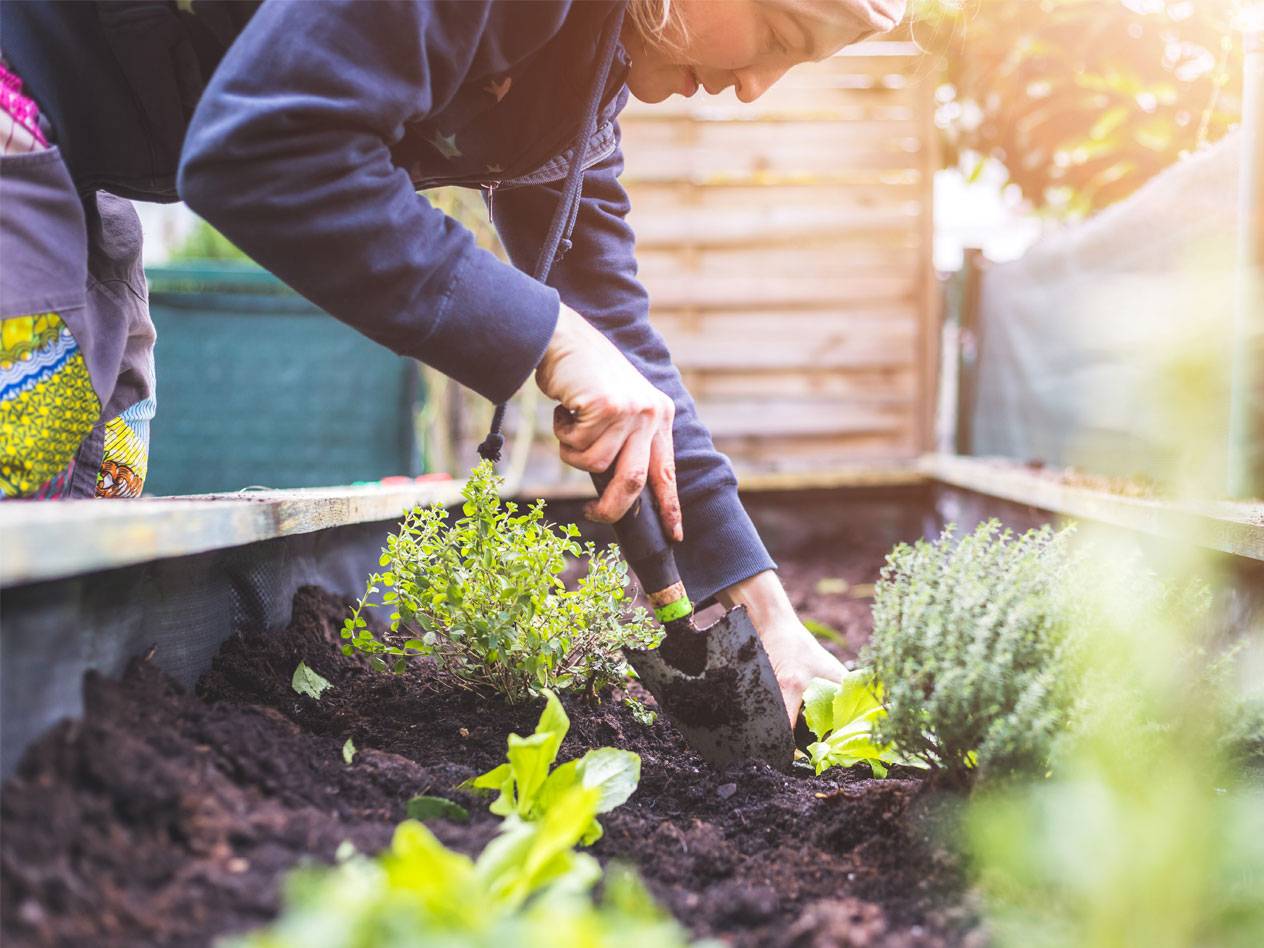Salat und Kräuter in einem Hochbeet pflanzen.