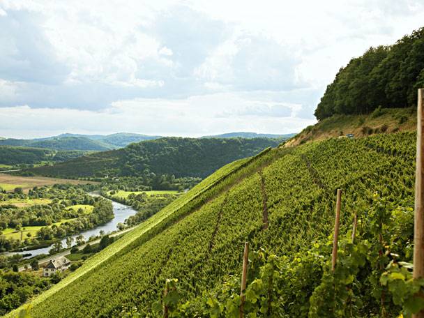 Grüne Weinberge an einem Hang mit Fluss und Hügeln im Hintergrund.