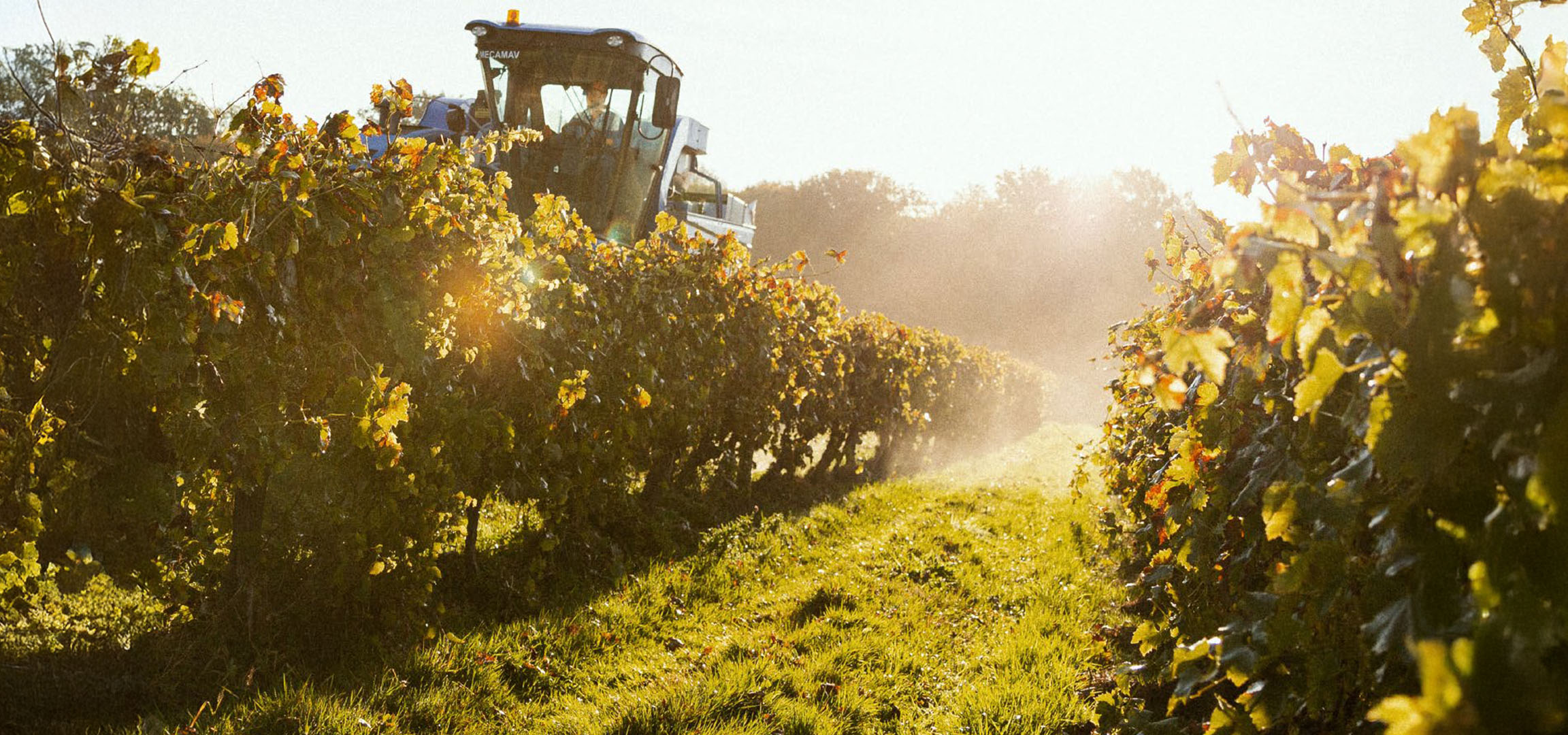 Eine Mecamac Weinlese-Maschine in einem Weinberg.