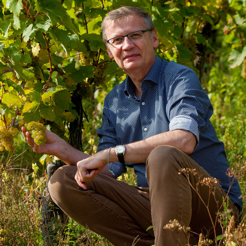 Mann im Weinberg hält Trauben, zeigt die Ernte.