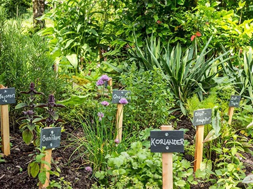 Kräutergarten mit Basilikum, Oregano und Koriander.