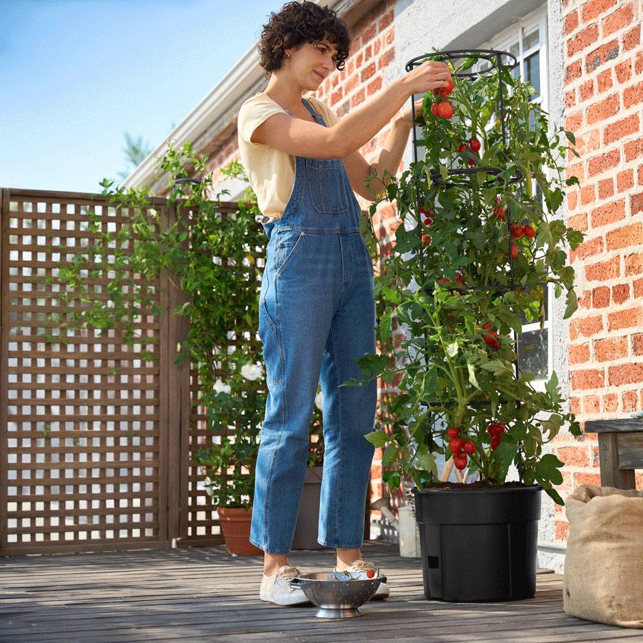 Frau erntet Tomaten von einer hohen Pflanze in einem selbstbewässernden Pflanzgefäß auf einer Terrasse.