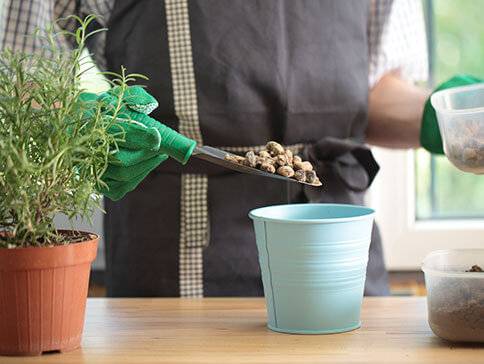 Rosmarin pflanzen, Erde und kleiner blauer Topf.