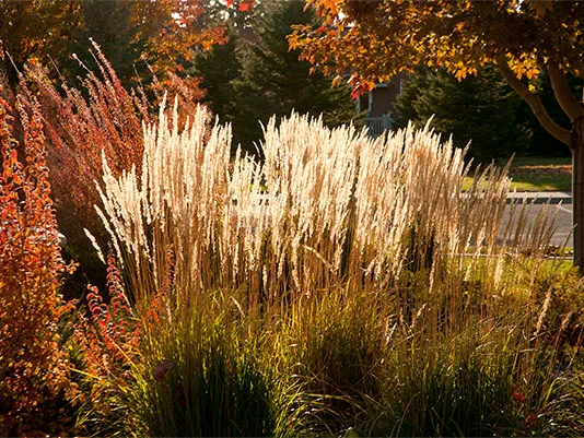 Ziergräser und Sträucher mit Herbstfarben im Garten.