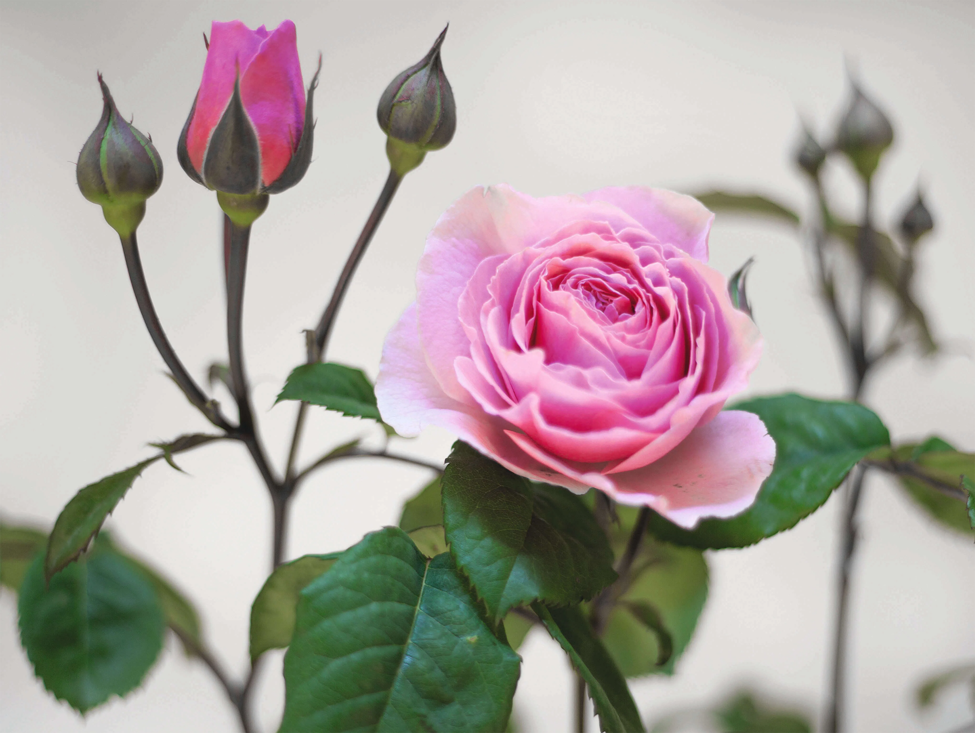 Hellrosa Rosen und Knospen.