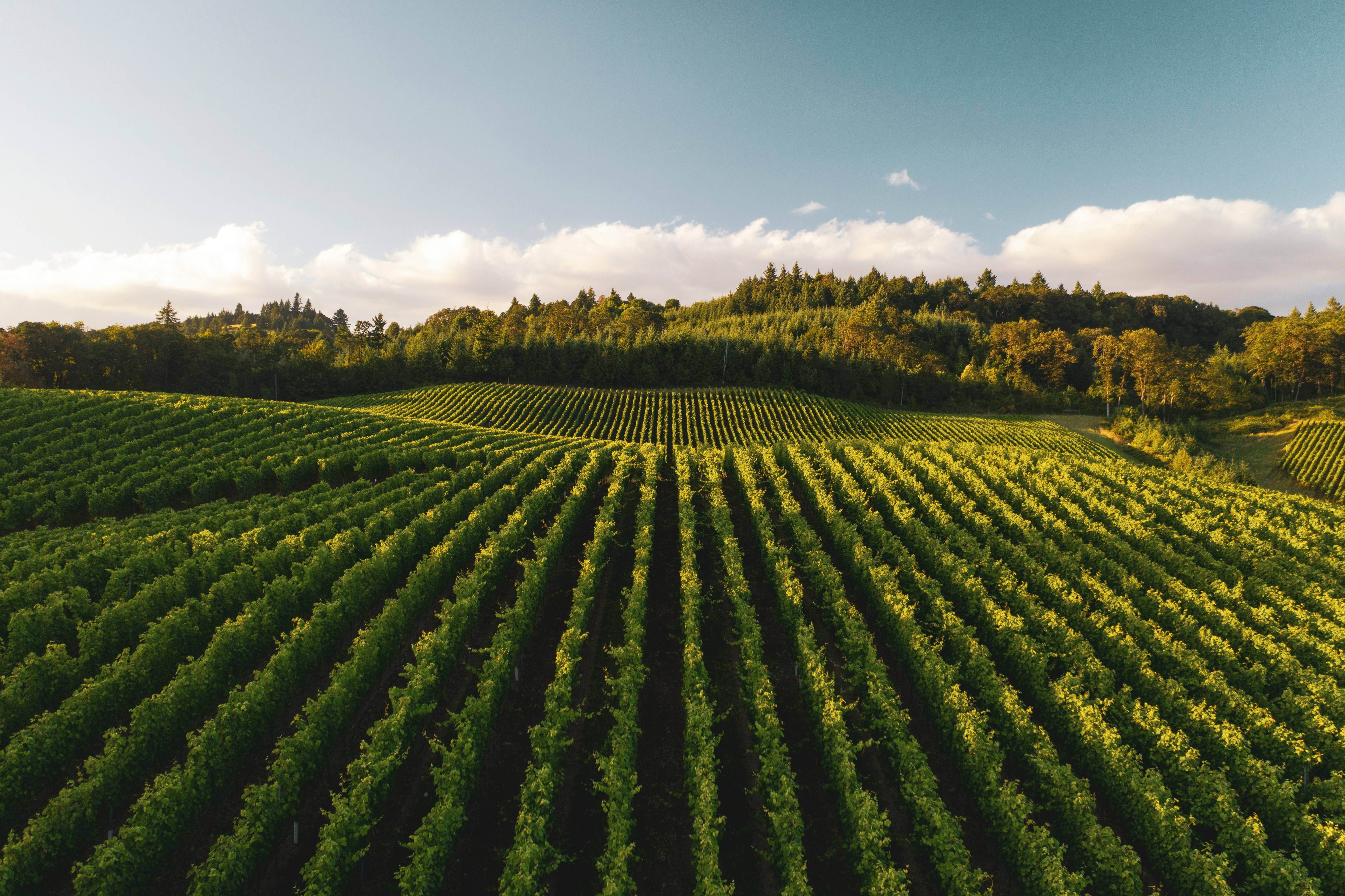 Panoramablick auf einen Weinberg mit Reihen grüner Weinreben an einem sonnigen Tag