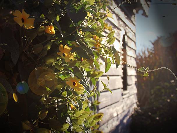 Gelbe Trompetenblumen an einer alten Hauswand.