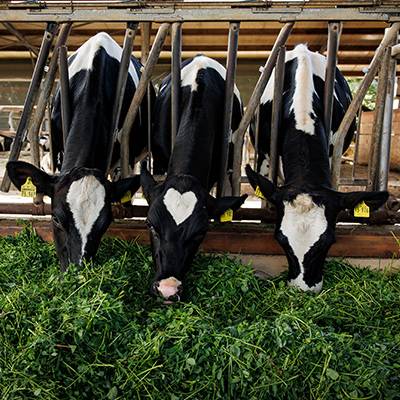 Drei Kühe fressen Gras im Stall.